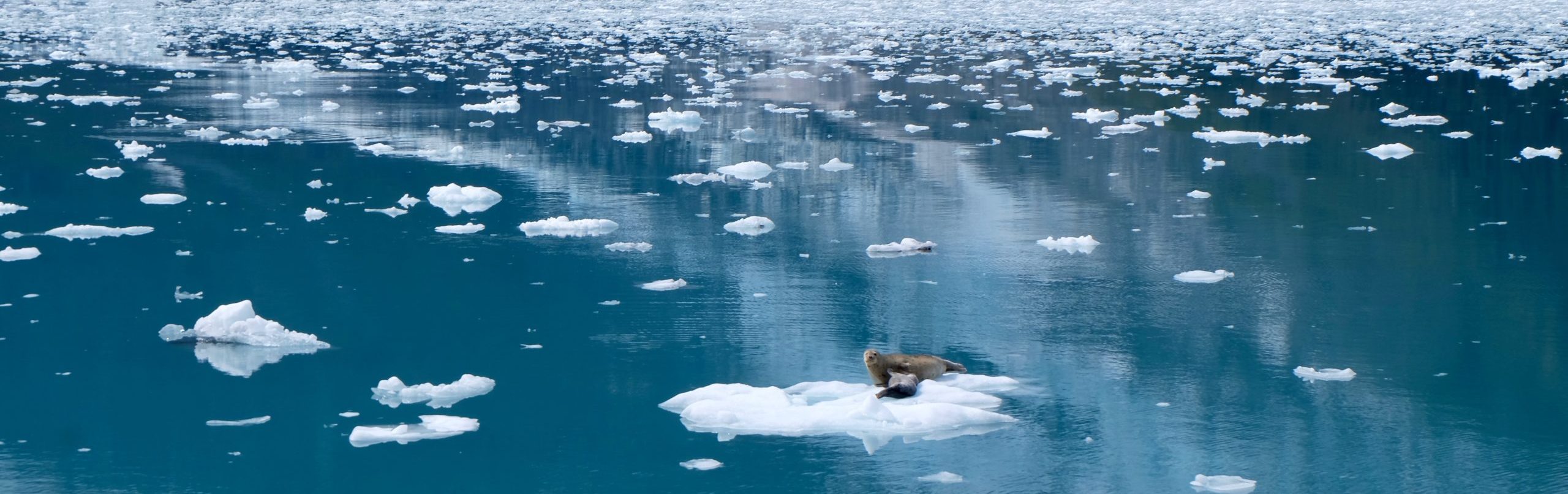 Arctic seals float on ice in the waters near Whittier, AK, June 2023.